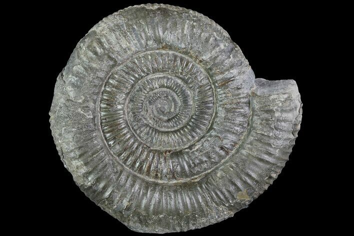 Dactylioceras Ammonite Fossil - England #84929